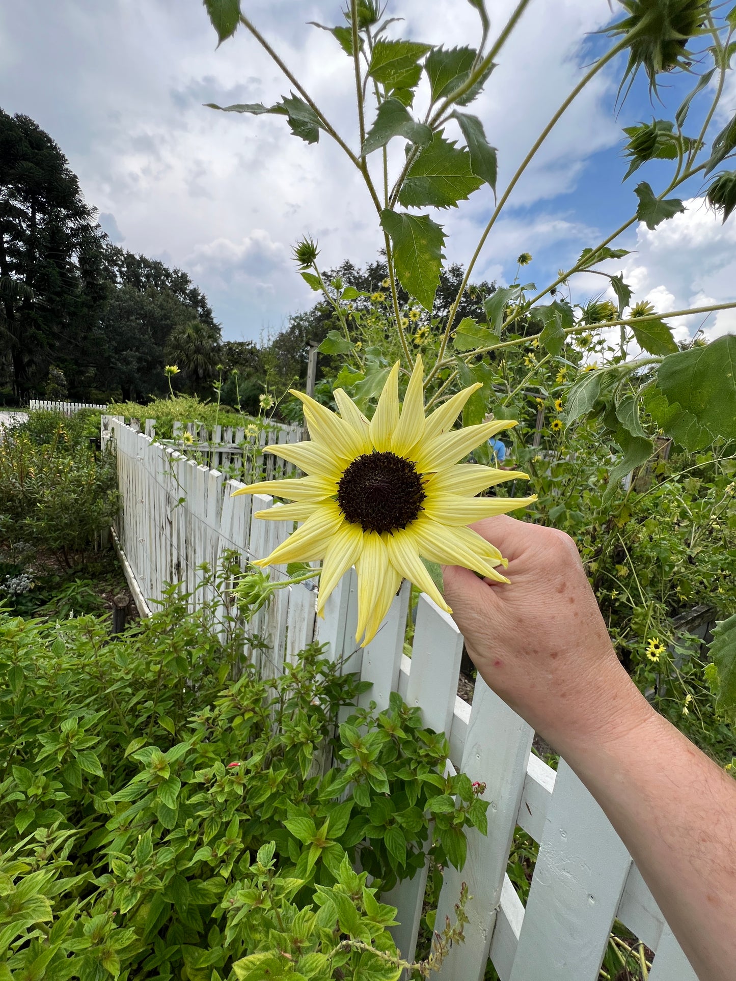 Sunflower Vanilla Ice Helianthus debilis 100 Seeds