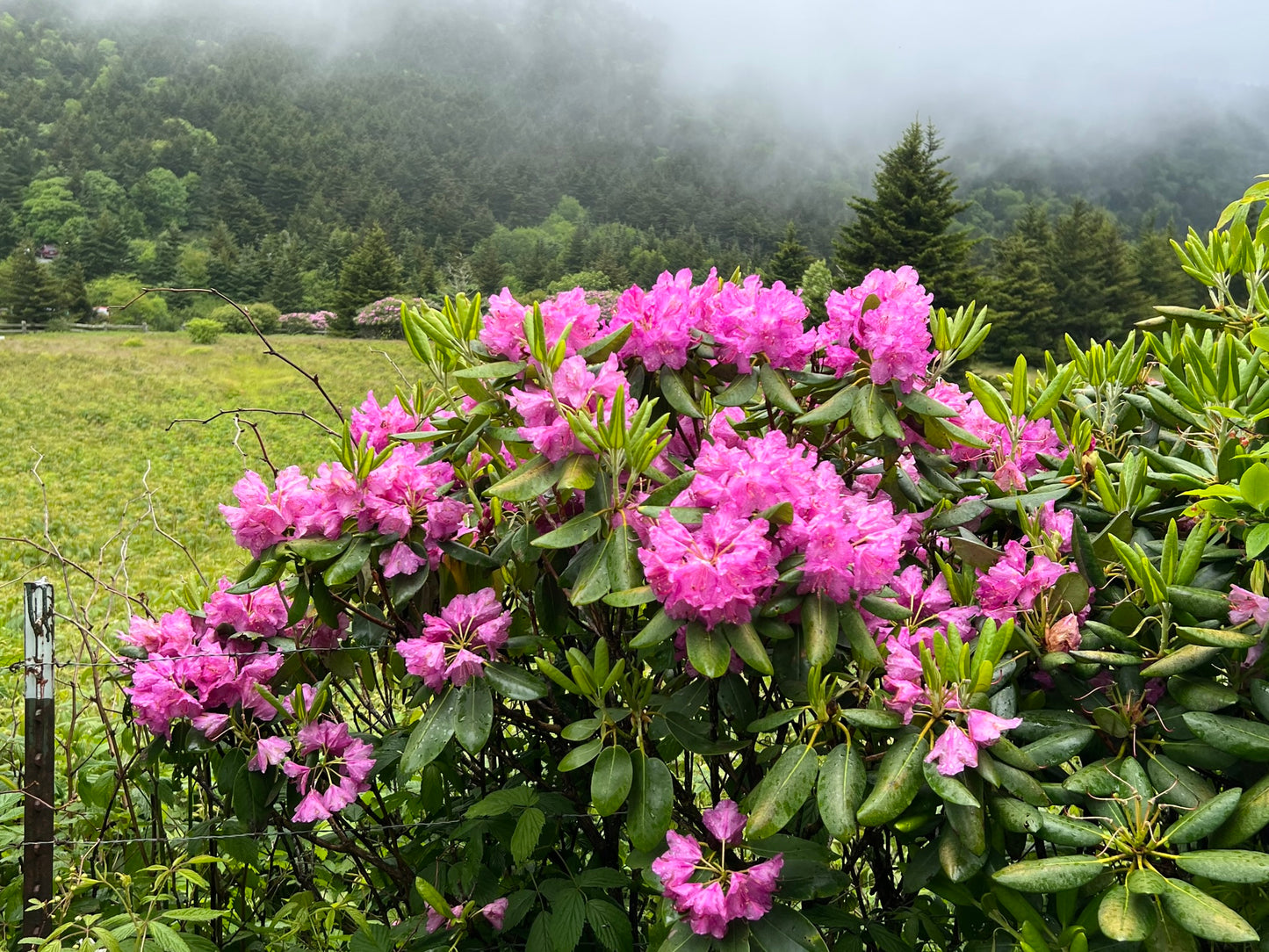 Catawba Rhododendron  50 Seeds  Rhododendron catawbiense