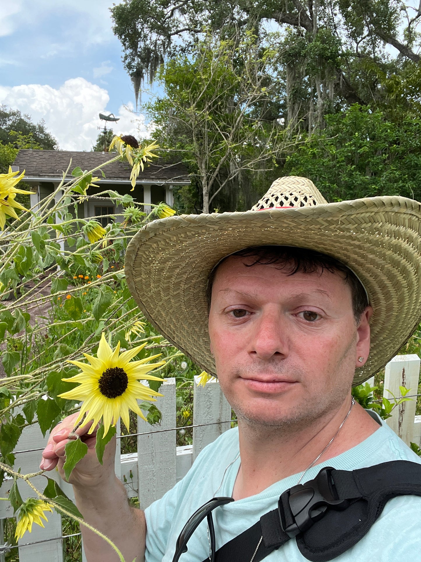 Sunflower Vanilla Ice Helianthus debilis 100 Seeds