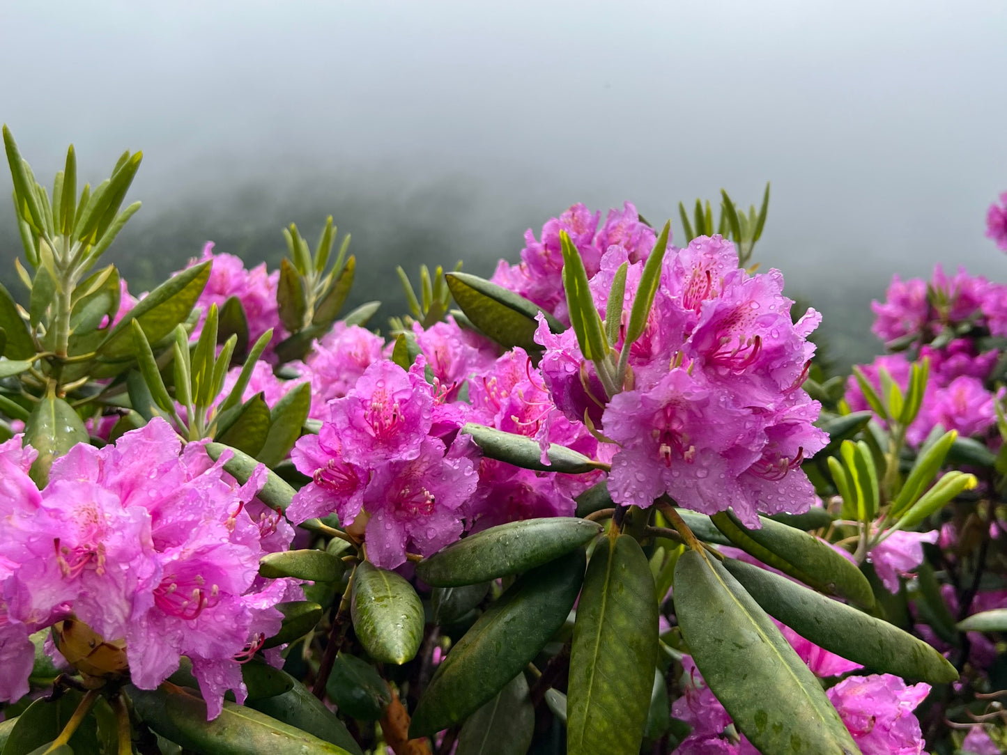 Catawba Rhododendron  50 Seeds  Rhododendron catawbiense