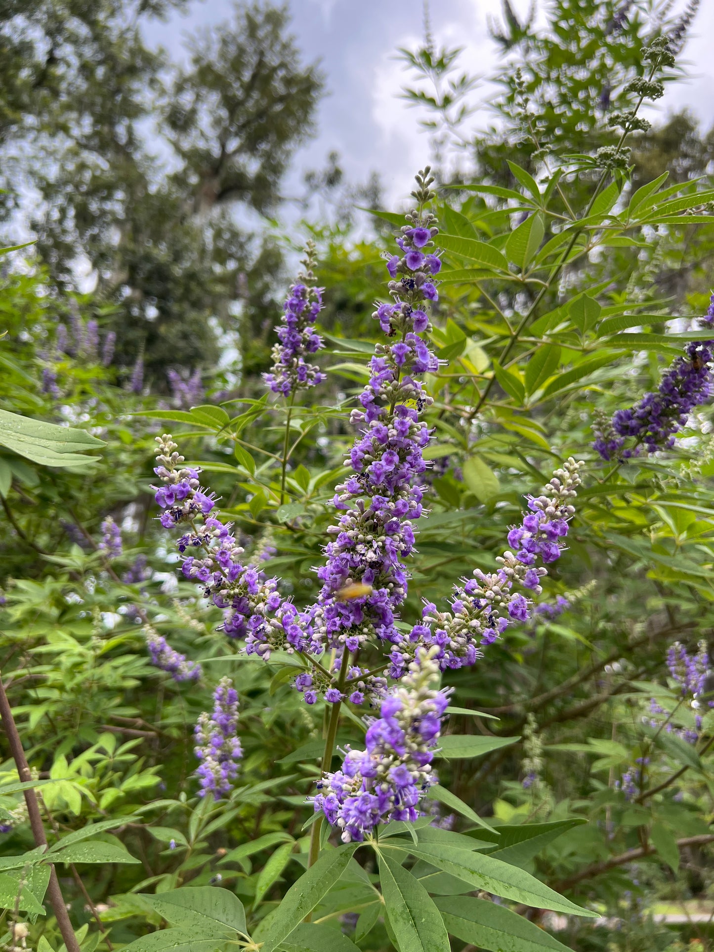 Chaste Tree Vitex agnus-castus 100 Seeds