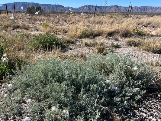 Fourwing Saltbush  Atriplex canescens  100 Seeds