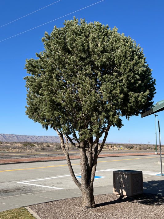 Pinyon Pine  10 Seeds  Pinus edulis