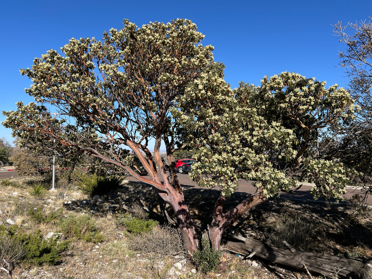 Texas Madrone  10 Seeds  Arbutus xalapensis