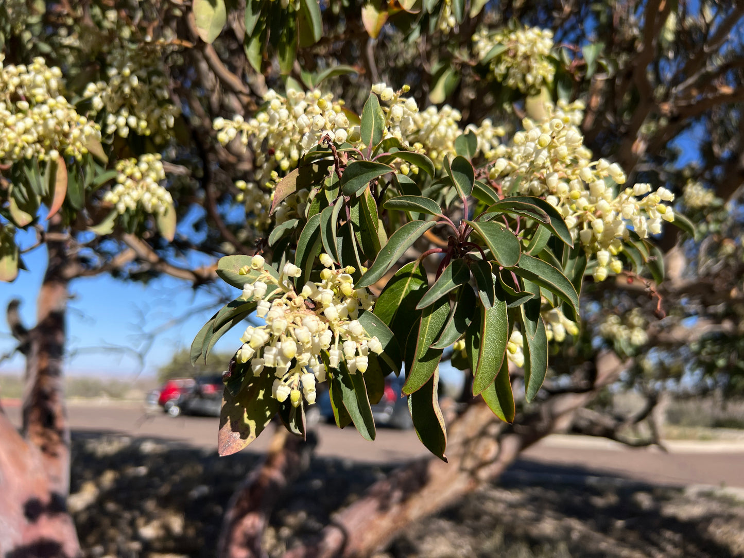 Texas Madrone  10 Seeds  Arbutus xalapensis