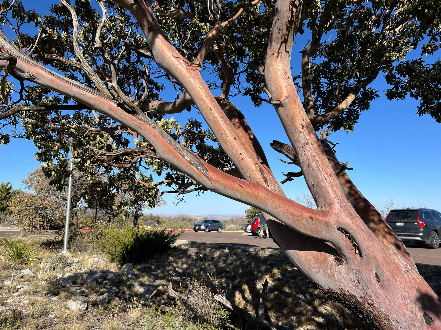 Texas Madrone  10 Seeds  Arbutus xalapensis