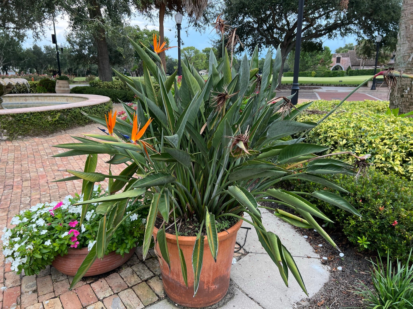 Bird of Paradise Strelitzia reginae 10 Seeds  USA Company