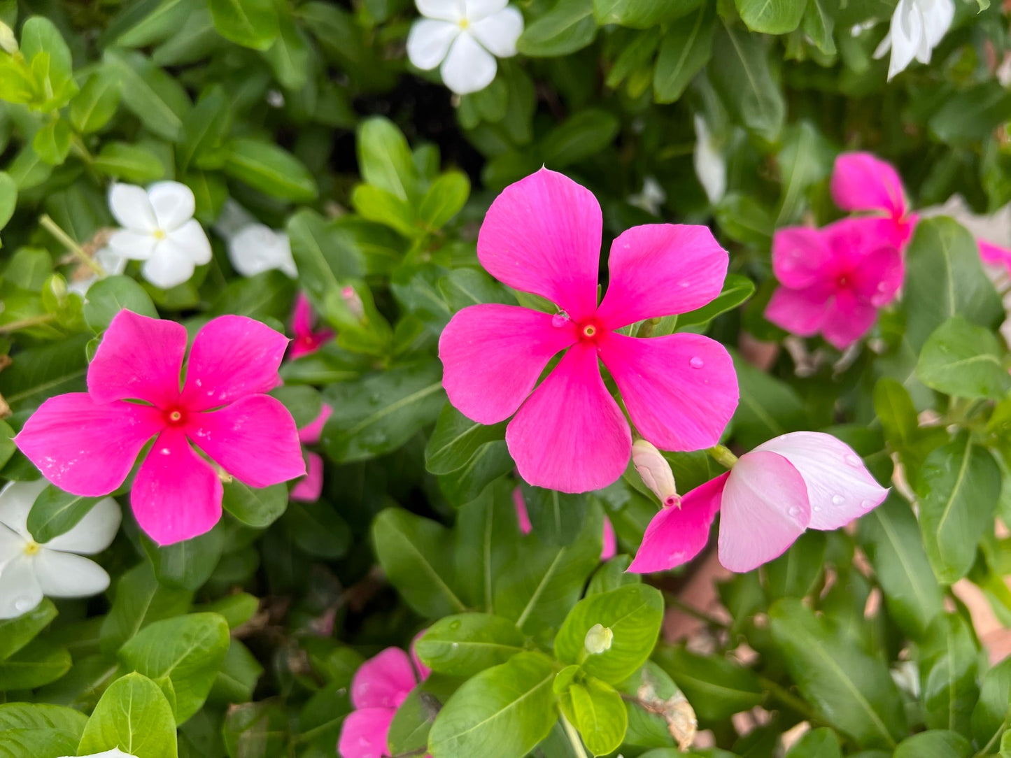 Madagascar Periwinkle  Catharanthus roseus  500 Seeds  USA Company