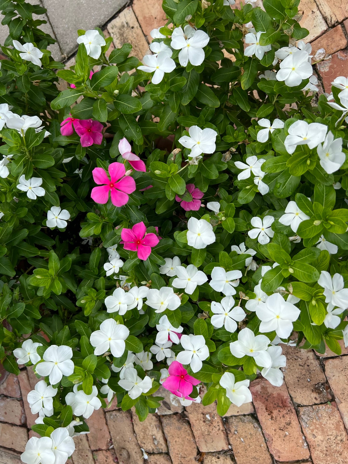 Madagascar Periwinkle  Catharanthus roseus  100 Seeds  USA Company