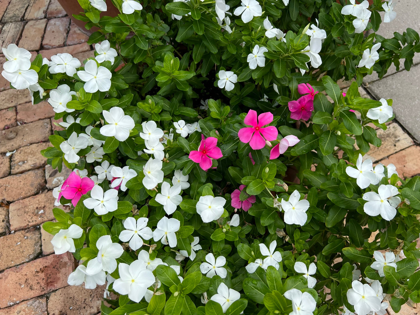 Madagascar Periwinkle  Catharanthus roseus  100 Seeds  USA Company