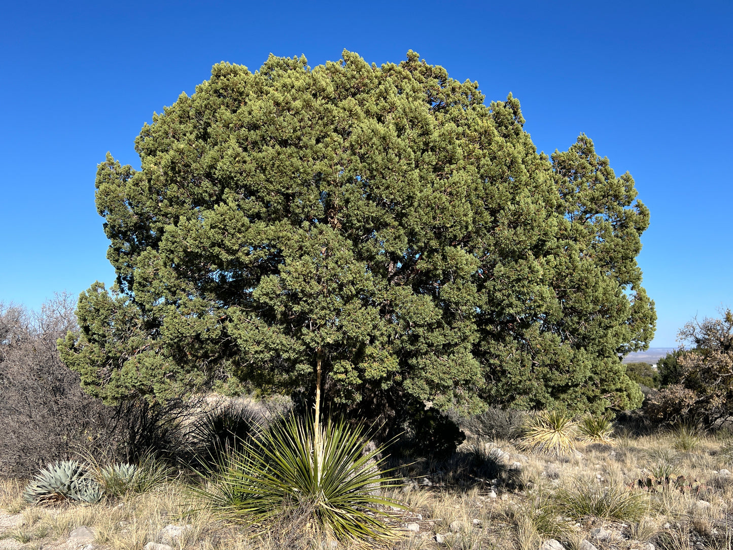 Alligator Juniper Seeds Juniperus deppeana 10 Seeds  USA Company