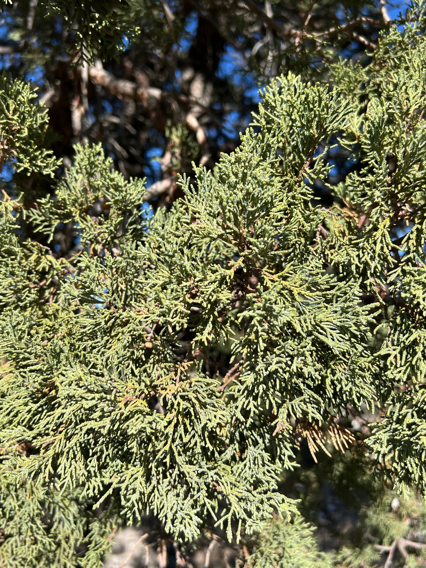 Alligator Juniper Seeds Juniperus deppeana 10 Seeds  USA Company