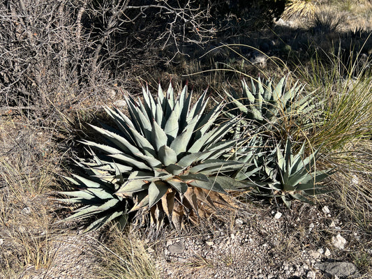 Parry’s Agave  20 Seeds  Agave parryi