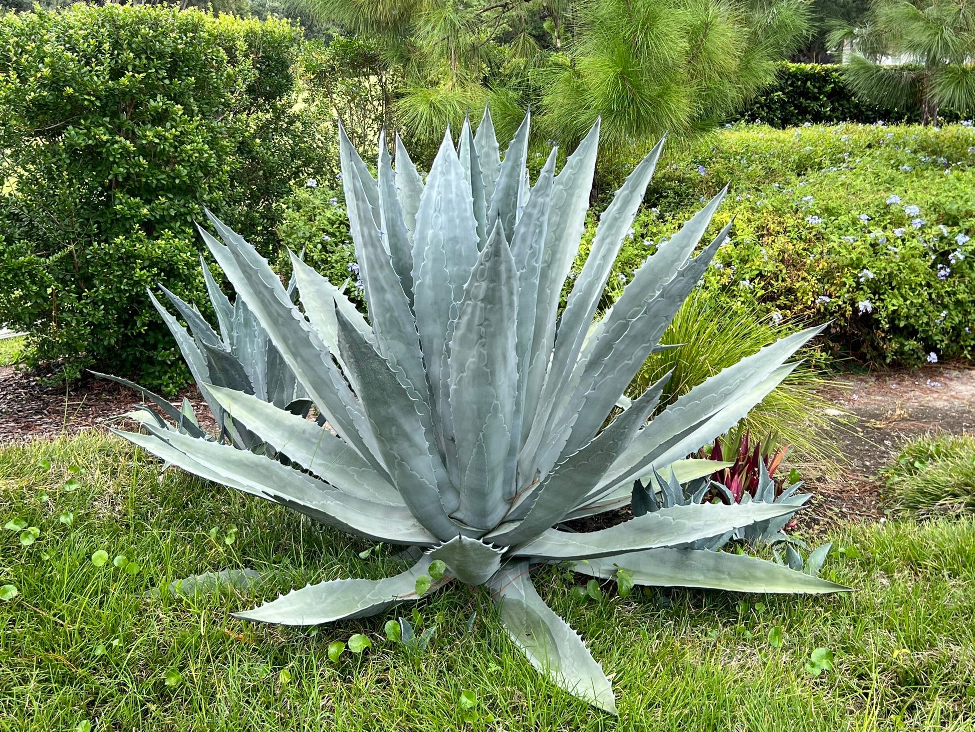century plant seeds Century Plant 25 Seeds Agave americana – R&B Floridaseeds