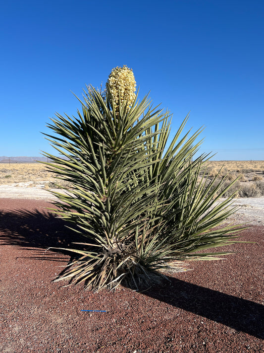 Faxon Yucca  10 Seeds  Yucca faxoniana