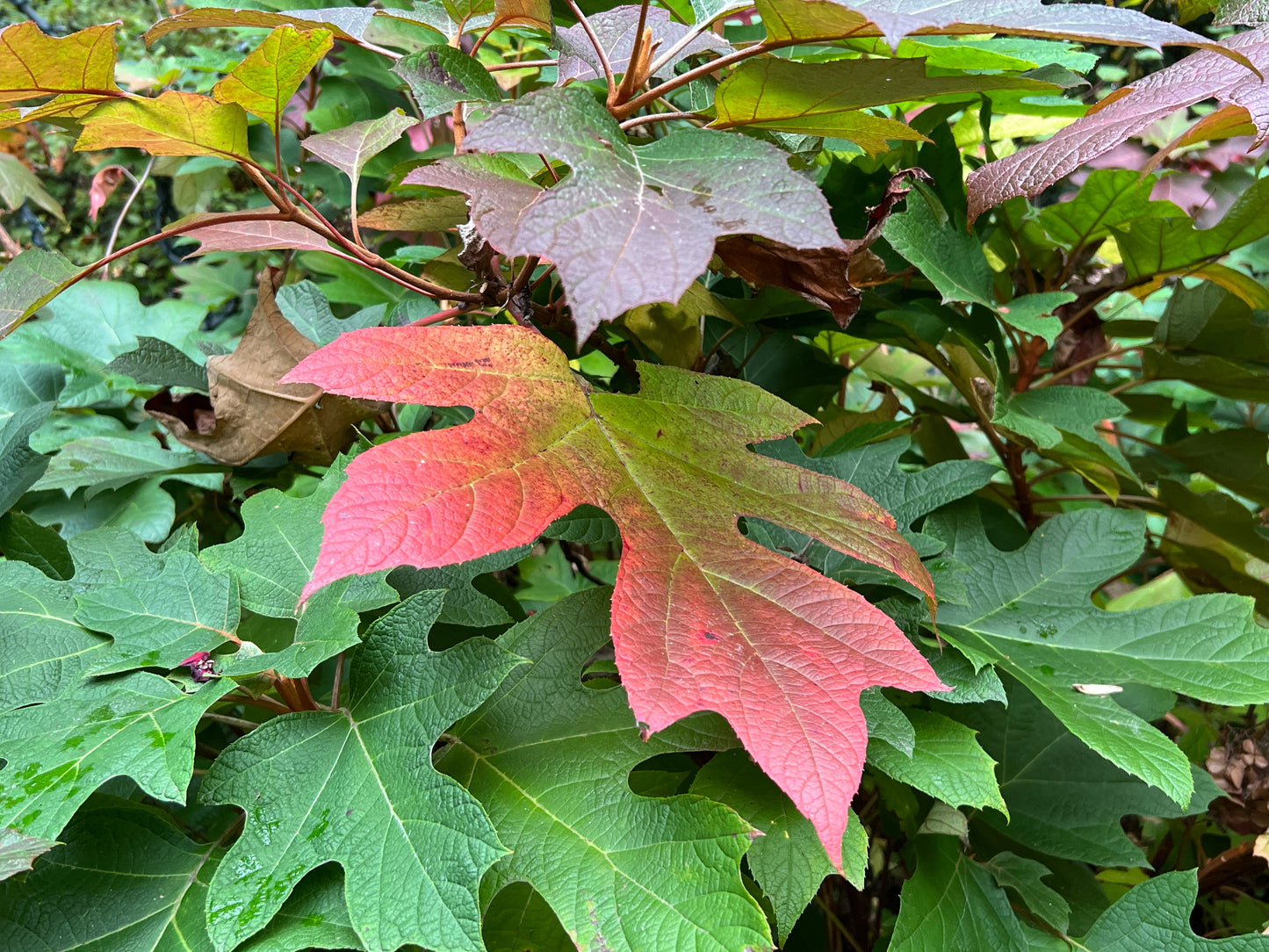 Oakleaf Hydrangea Hydrangea quercifolifolia 200 Seeds   USA Company