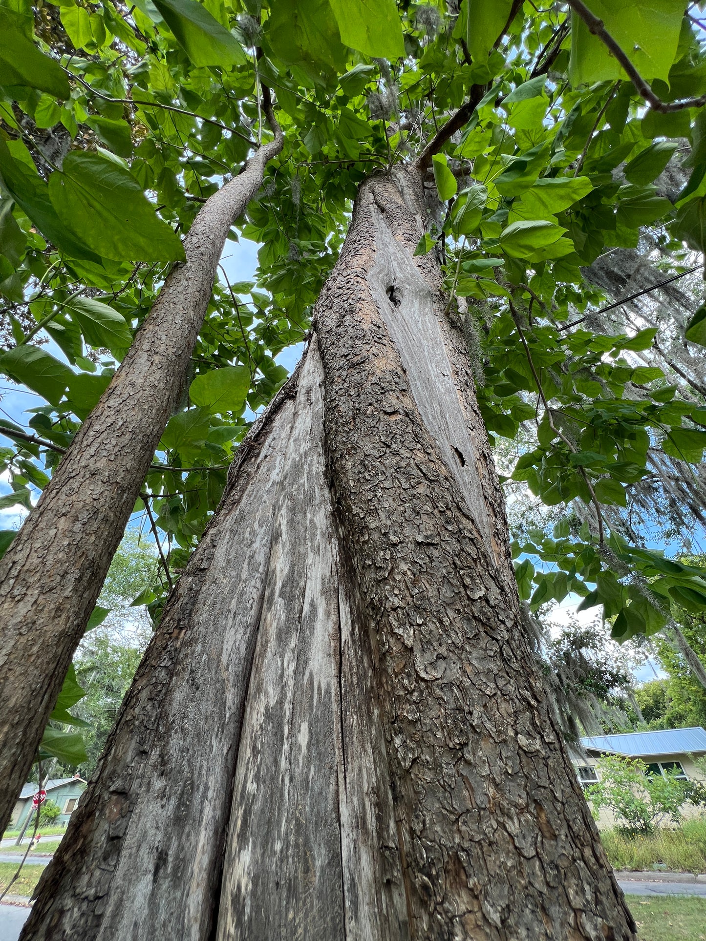 Southern Catalpa Catalpa bignonioides 100 Seeds