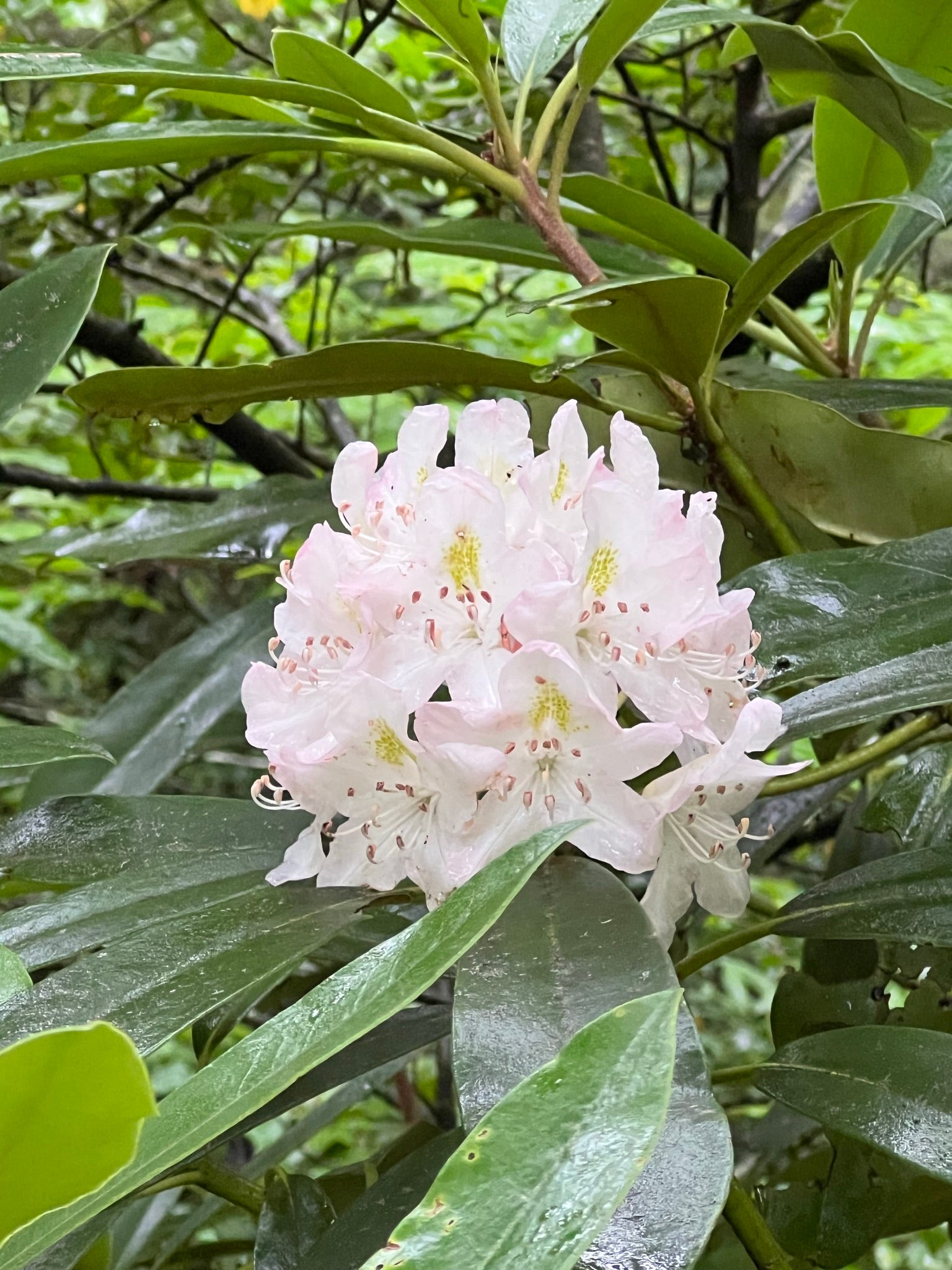 rhododendron flower seeds Rosebay Rhododendron Rhododendron maximum 100 Seeds – R&B Floridaseeds