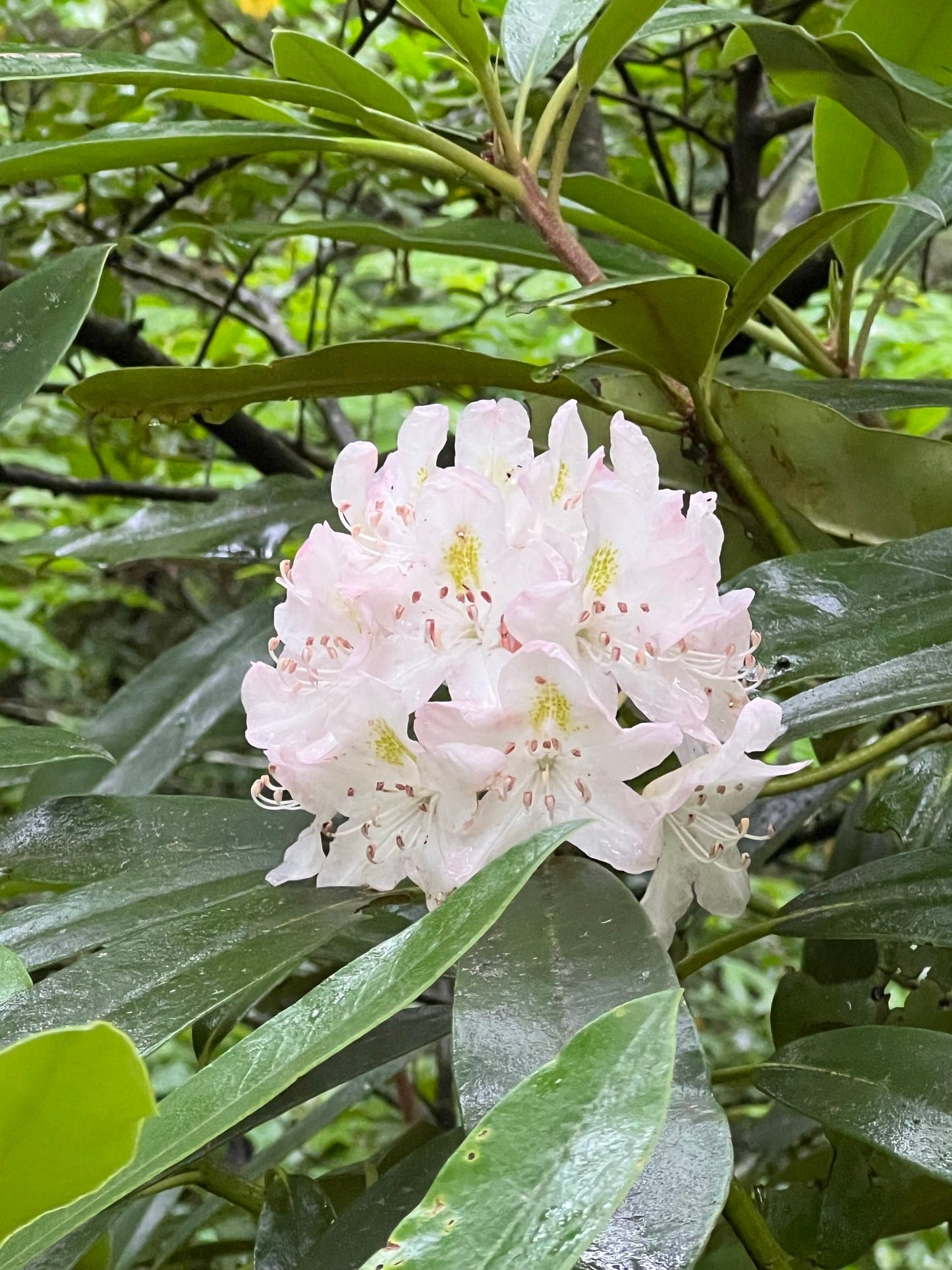 Rosebay Rhododendron   Rhododendron maximum  500 Seeds  USA Company
