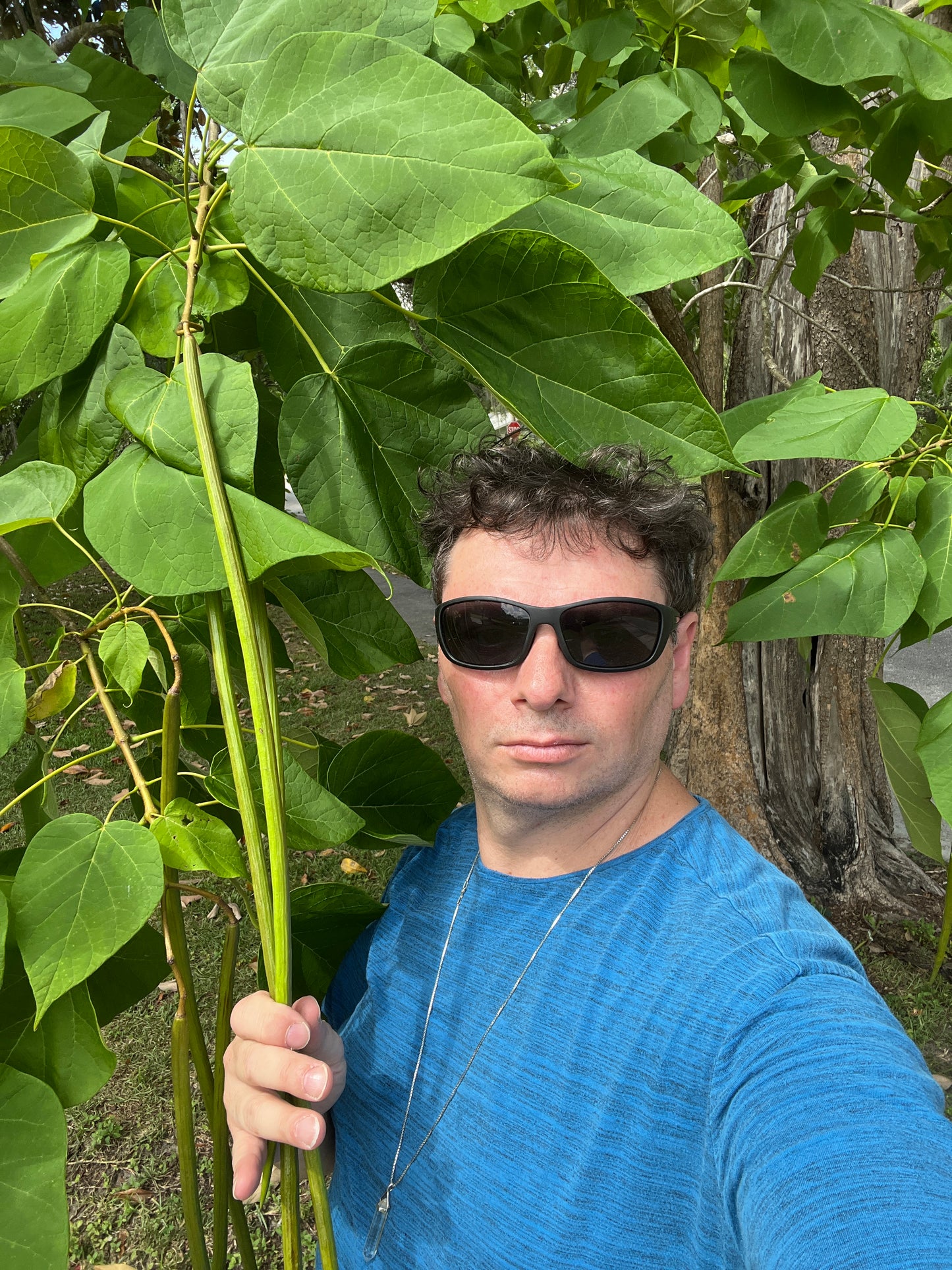 Southern Catalpa Catalpa bignonioides 100 Seeds