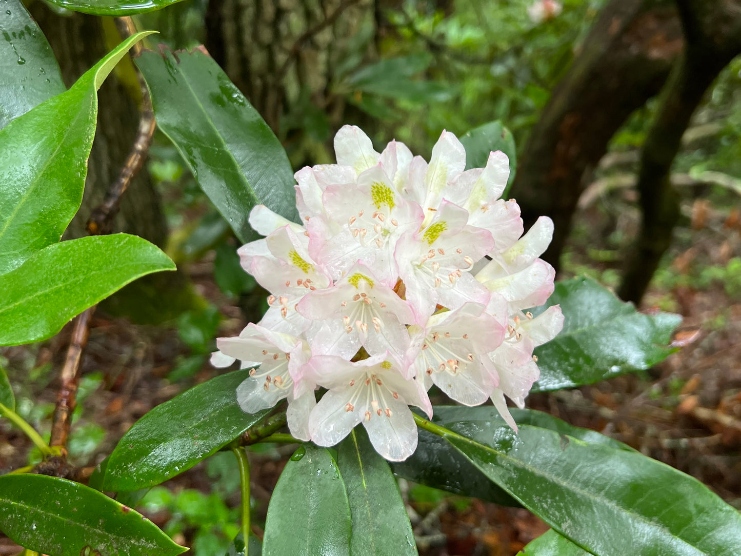 rhododendron flower seeds Rosebay Rhododendron Rhododendron maximum 100 Seeds – R&B Floridaseeds