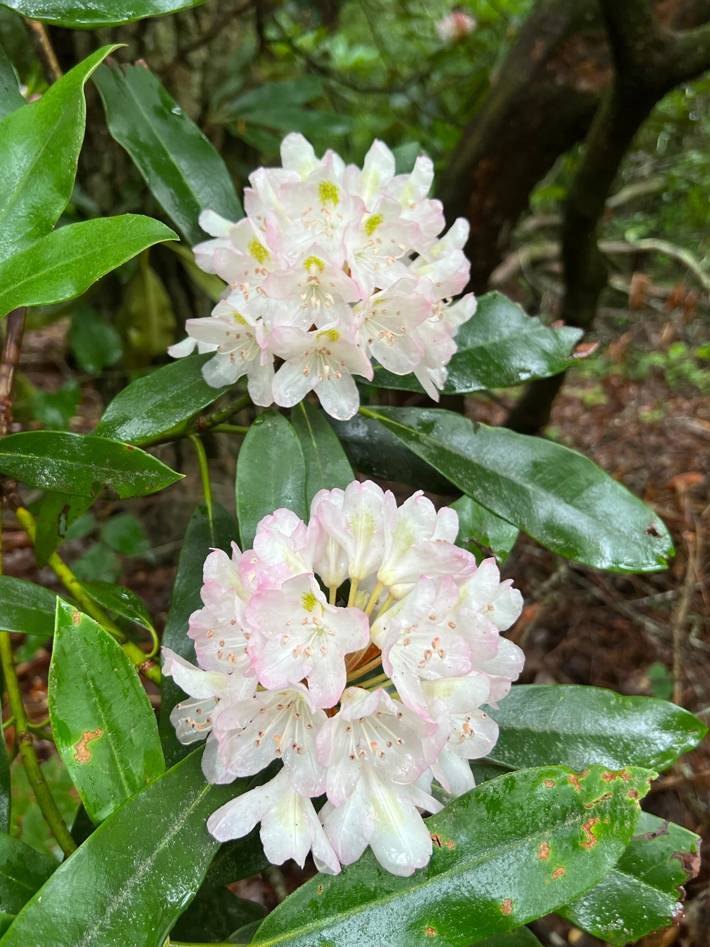 Rosebay Rhododendron   Rhododendron maximum  500 Seeds  USA Company