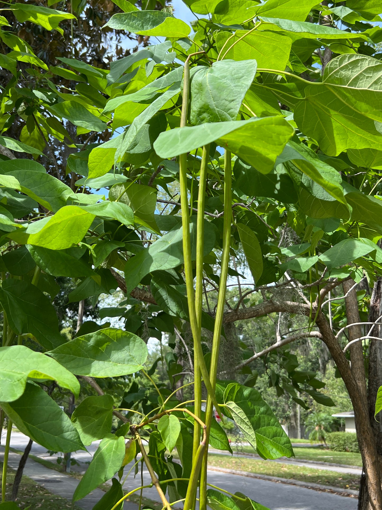 Southern Catalpa Catalpa bignonioides 100 Seeds