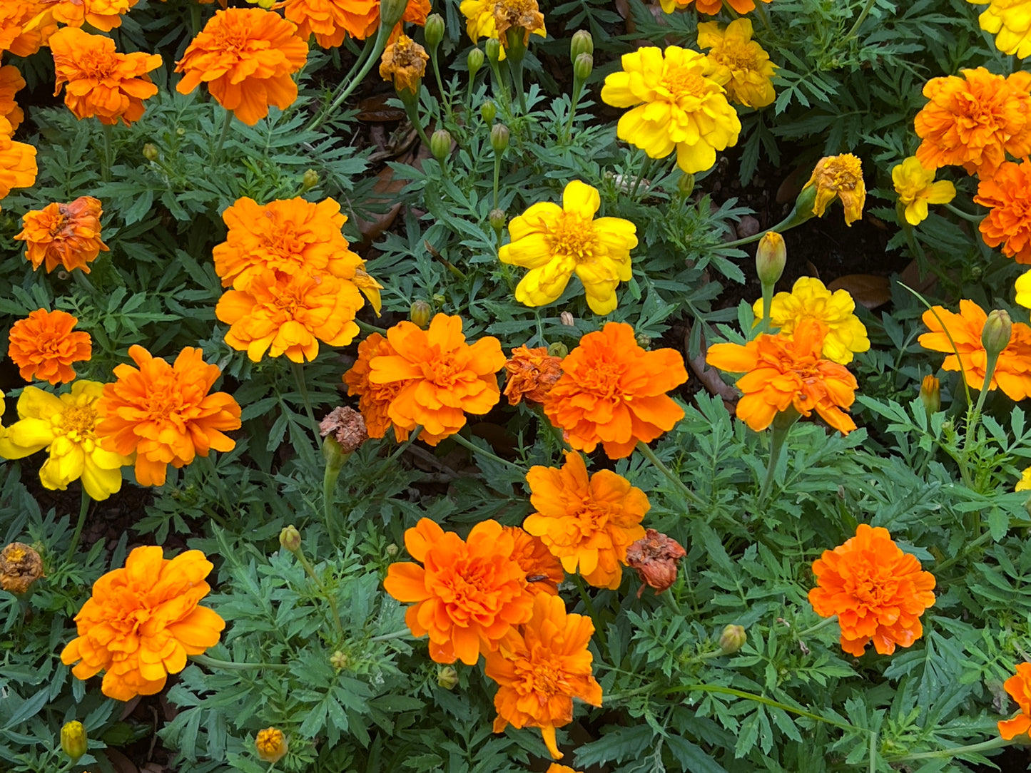 Marigold  100 Seeds  Tagetes erecta