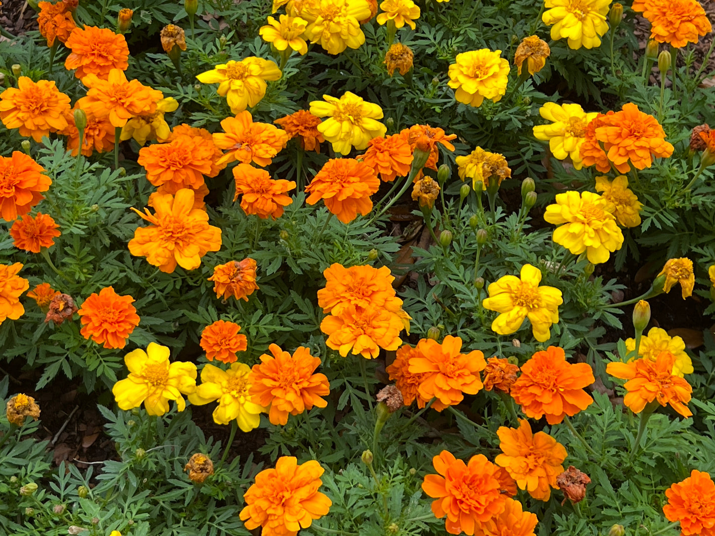 Marigold  100 Seeds  Tagetes erecta