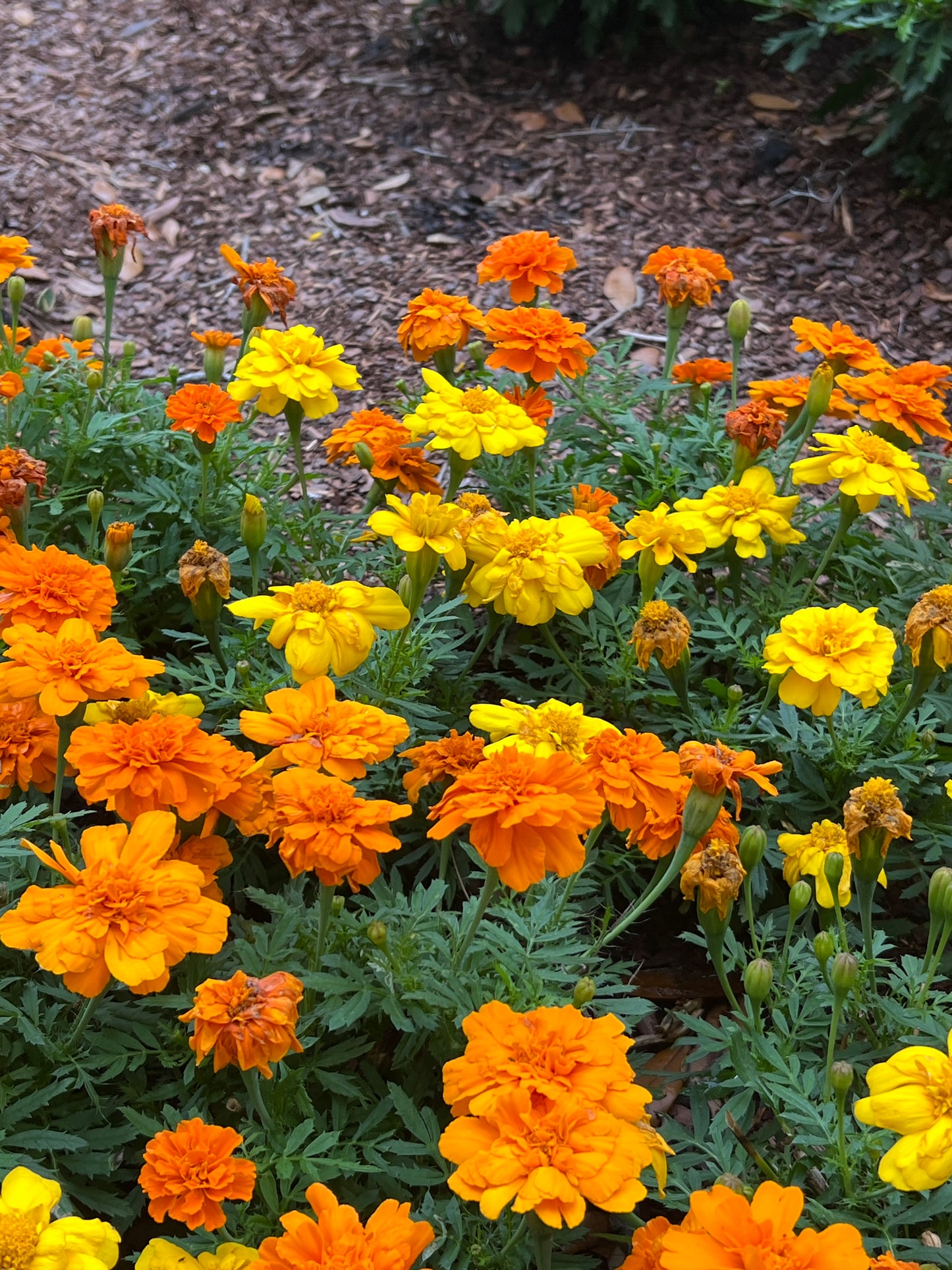 Marigold  100 Seeds  Tagetes erecta