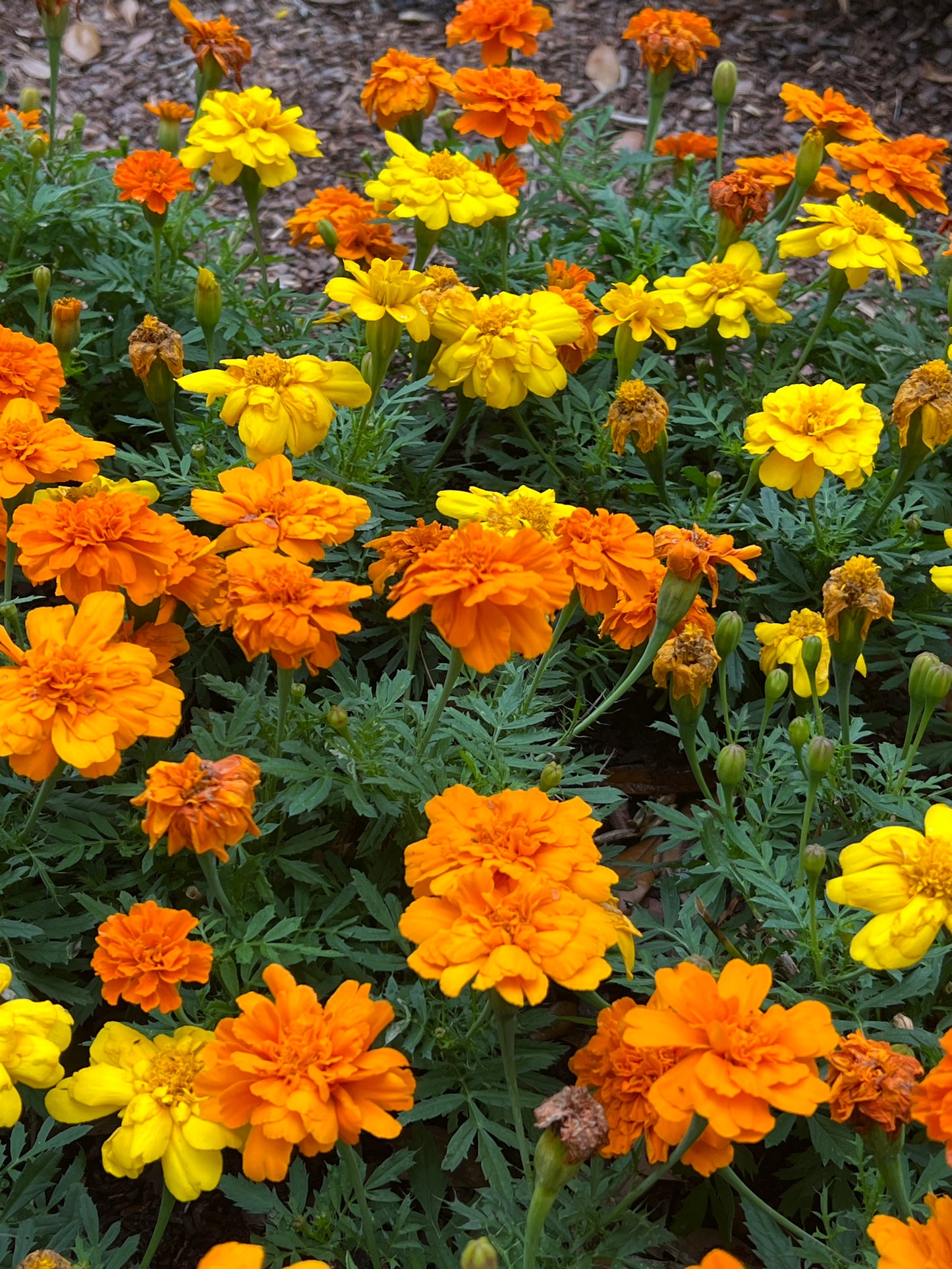 Marigold  100 Seeds  Tagetes erecta