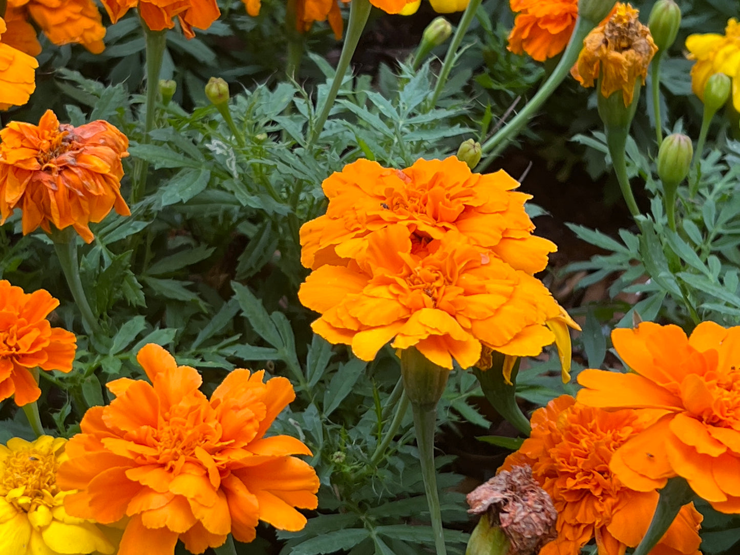 Marigold  100 Seeds  Tagetes erecta