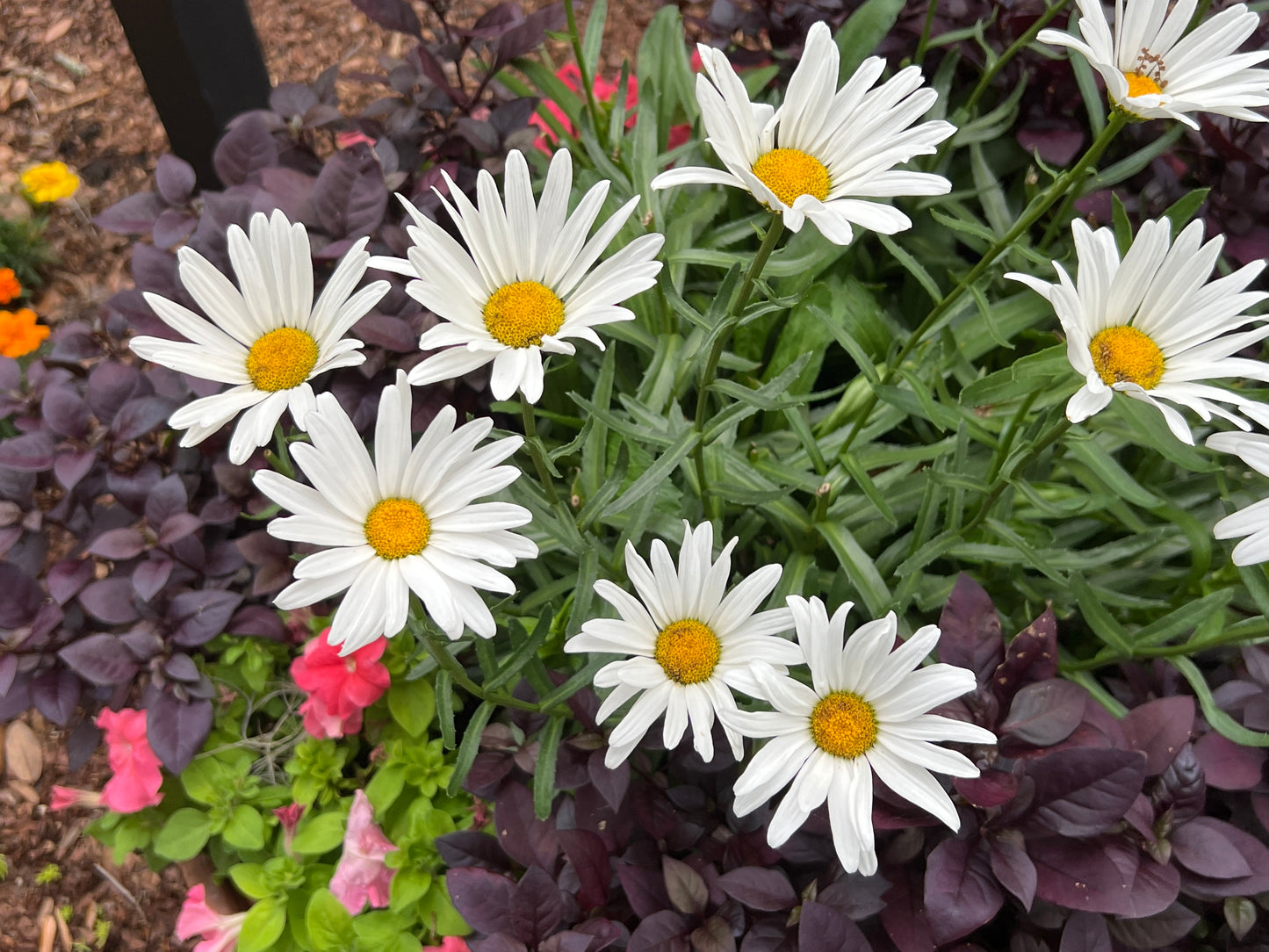 Shasta Daisy  100 Seeds  Leucanthemum superbum