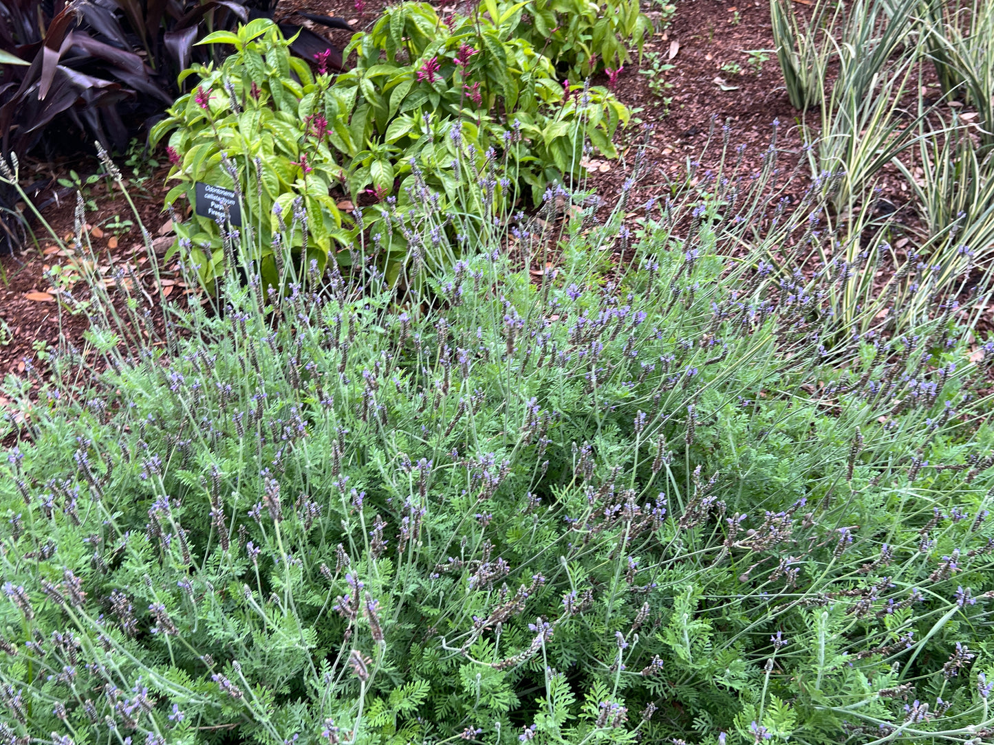 Fernleaf Lavender   100 Seeds   Lavandula multifida