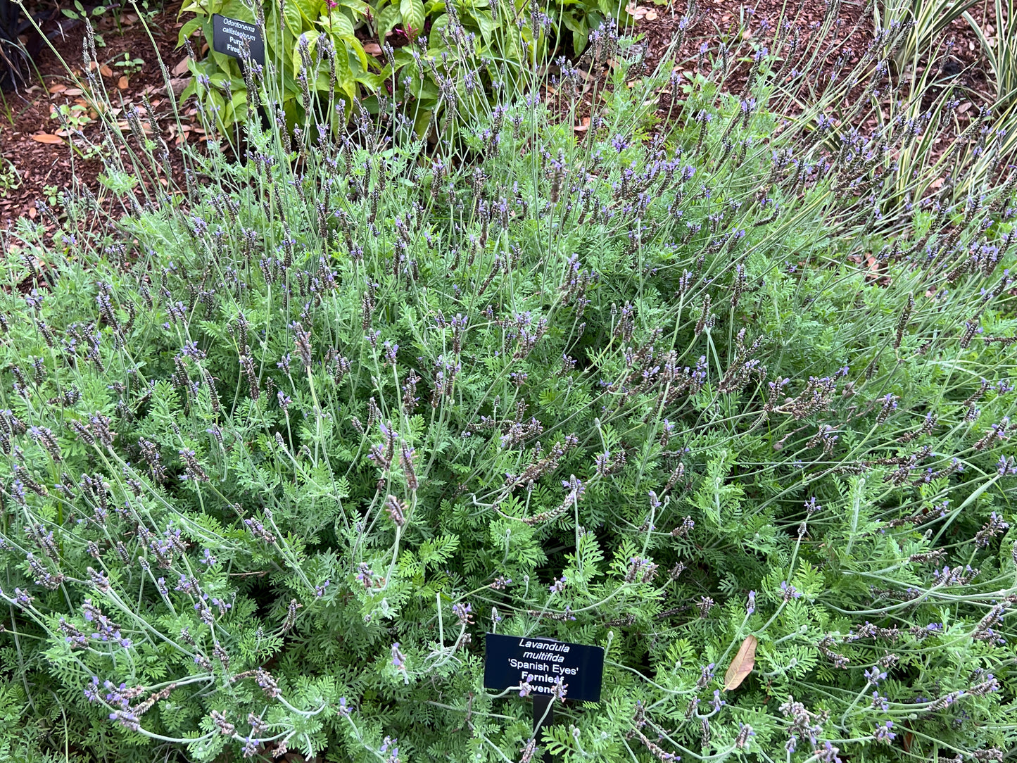 Fernleaf Lavender   100 Seeds   Lavandula multifida