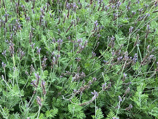 Fernleaf Lavender   100 Seeds   Lavandula multifida