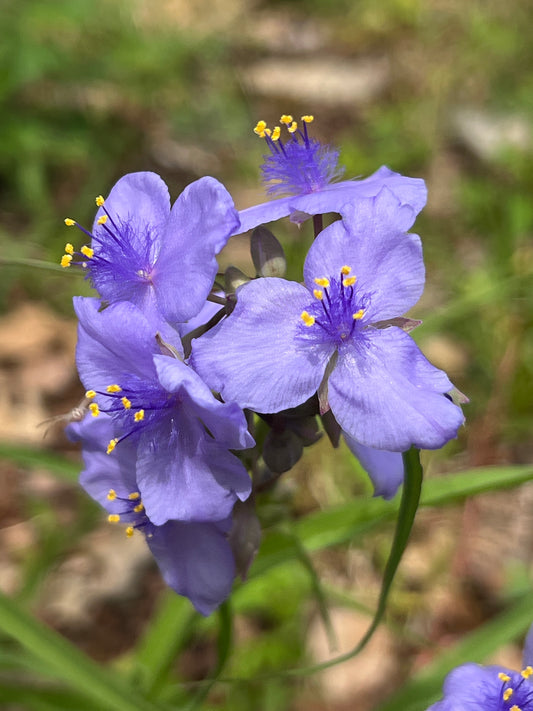 Ohio Spiderwort Tradescantia ohiensis 100 Seeds   USA Company