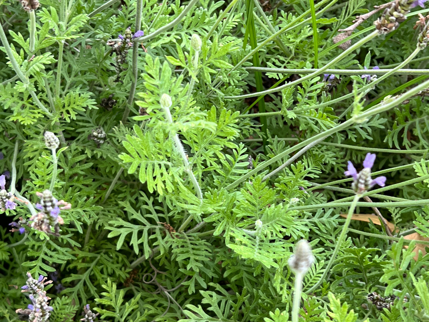 Fernleaf Lavender   100 Seeds   Lavandula multifida
