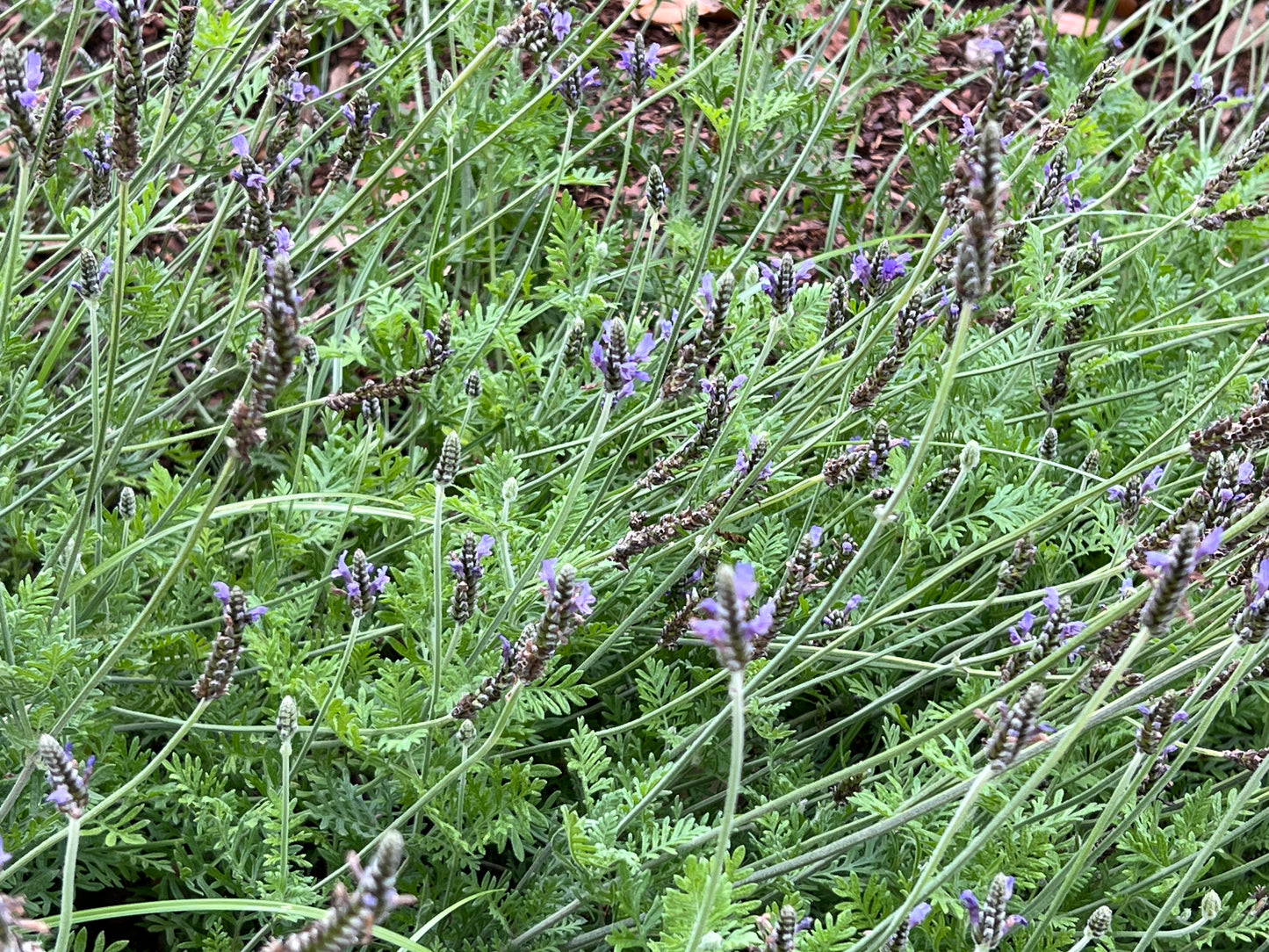 Fernleaf Lavender   100 Seeds   Lavandula multifida