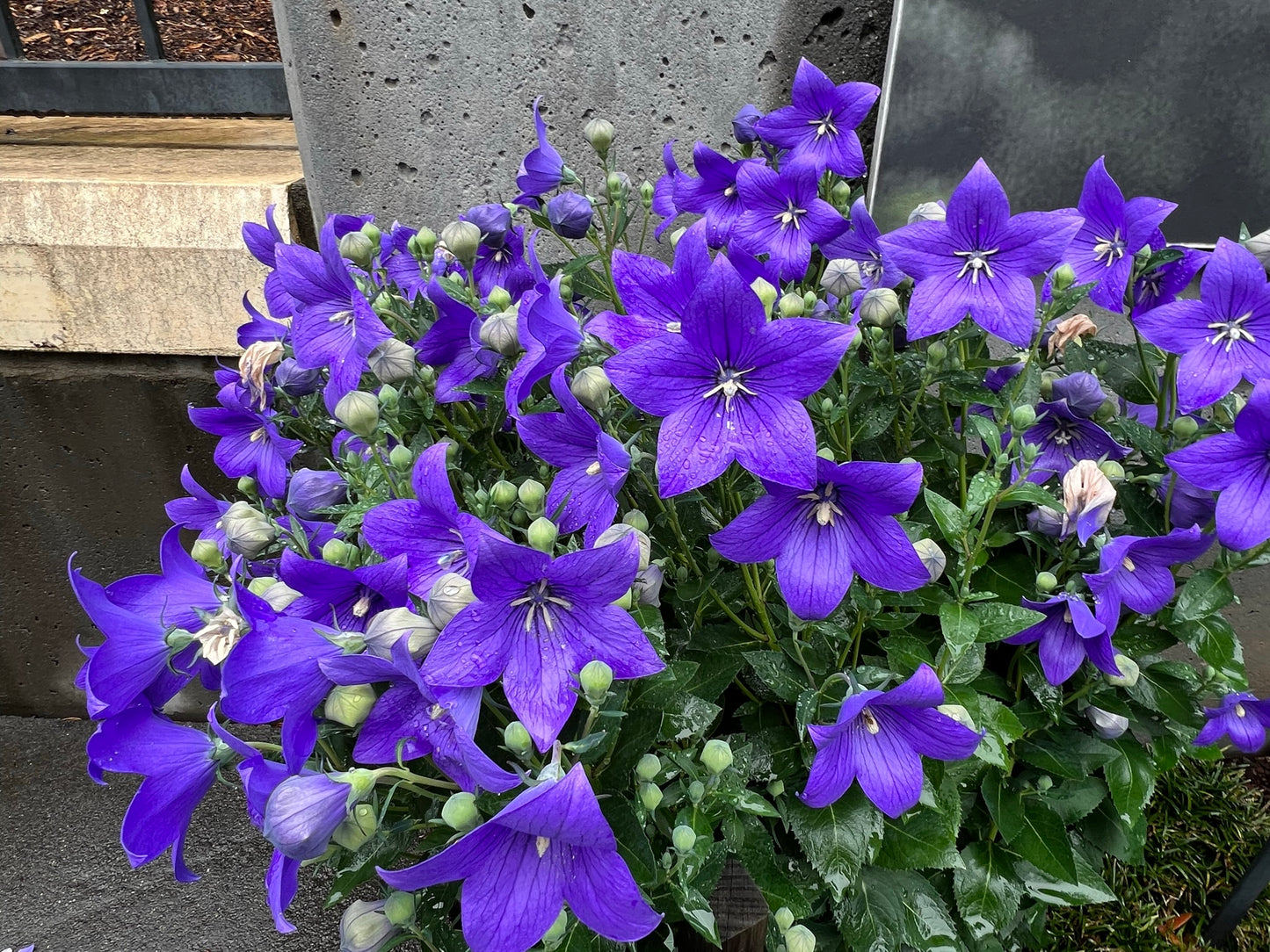Balloon Flower  100 Seeds  Platycodon grandiflorus
