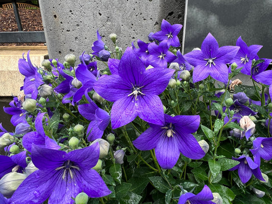 Balloon Flower  100 Seeds  Platycodon grandiflorus