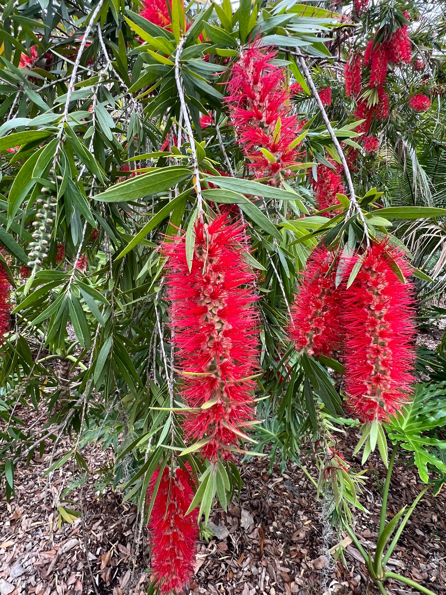 Weeping Bottlebrush Callistemon viminalis 100 Seeds