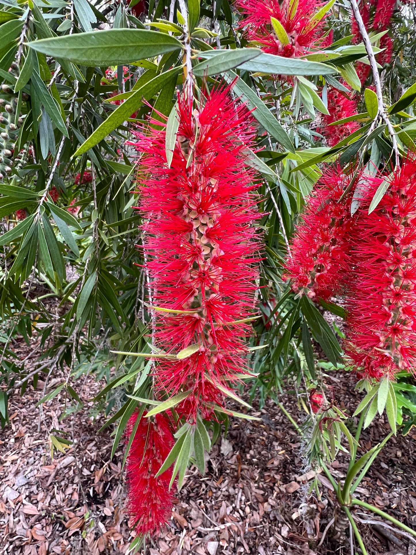 Weeping Bottlebrush Callistemon viminalis 100 Seeds