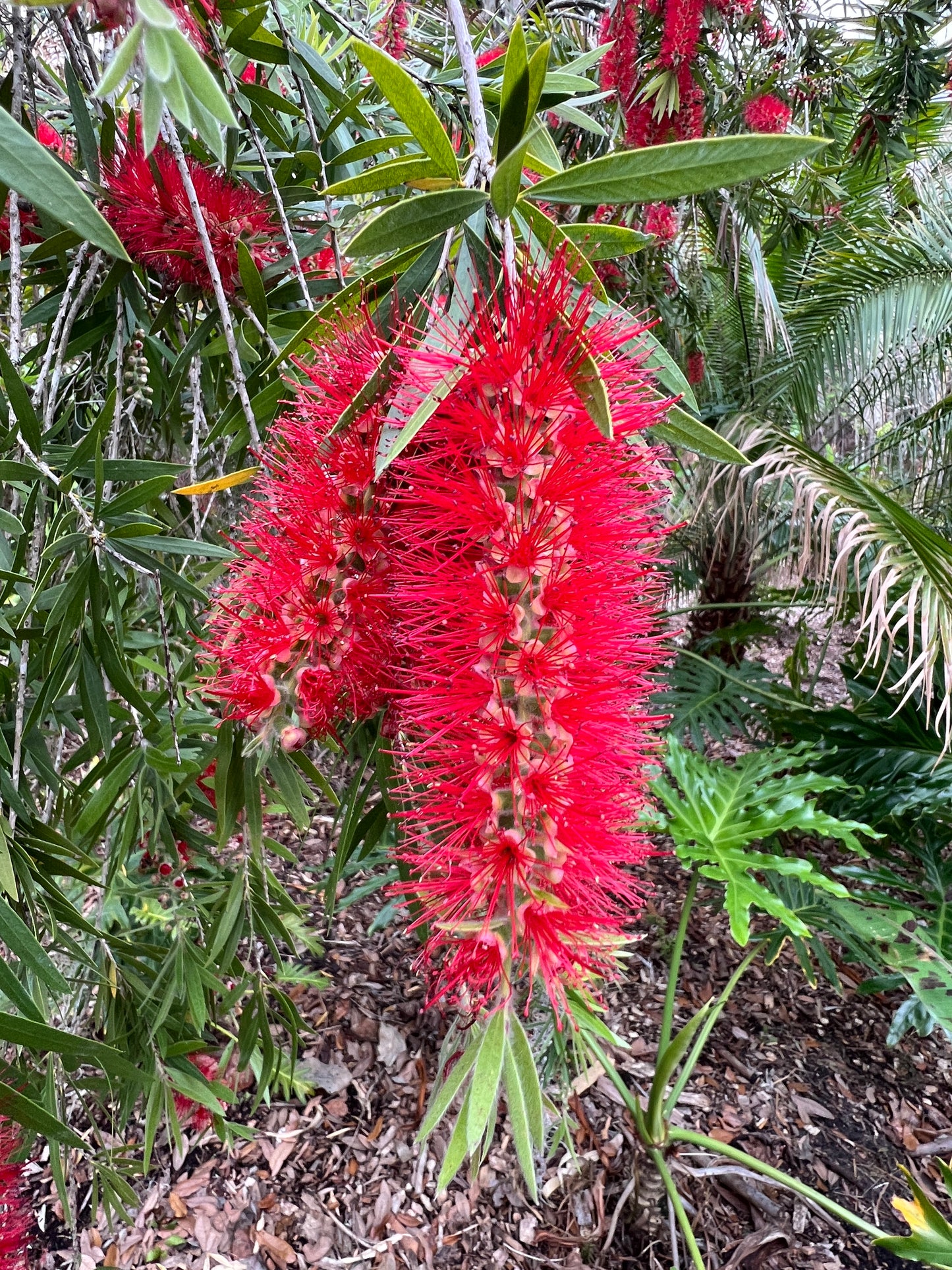 Weeping Bottlebrush Callistemon viminalis 100 Seeds