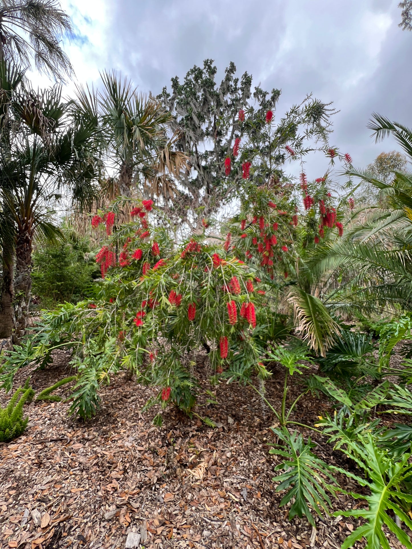 Weeping Bottlebrush Callistemon viminalis 100 Seeds