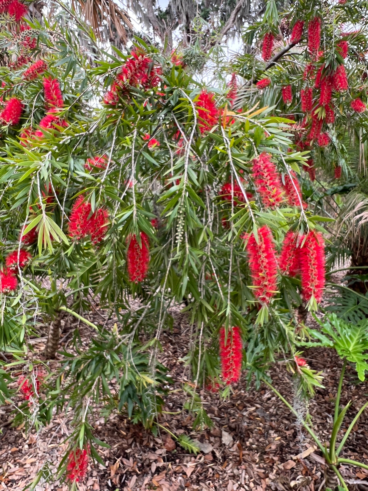Weeping Bottlebrush Callistemon viminalis 100 Seeds
