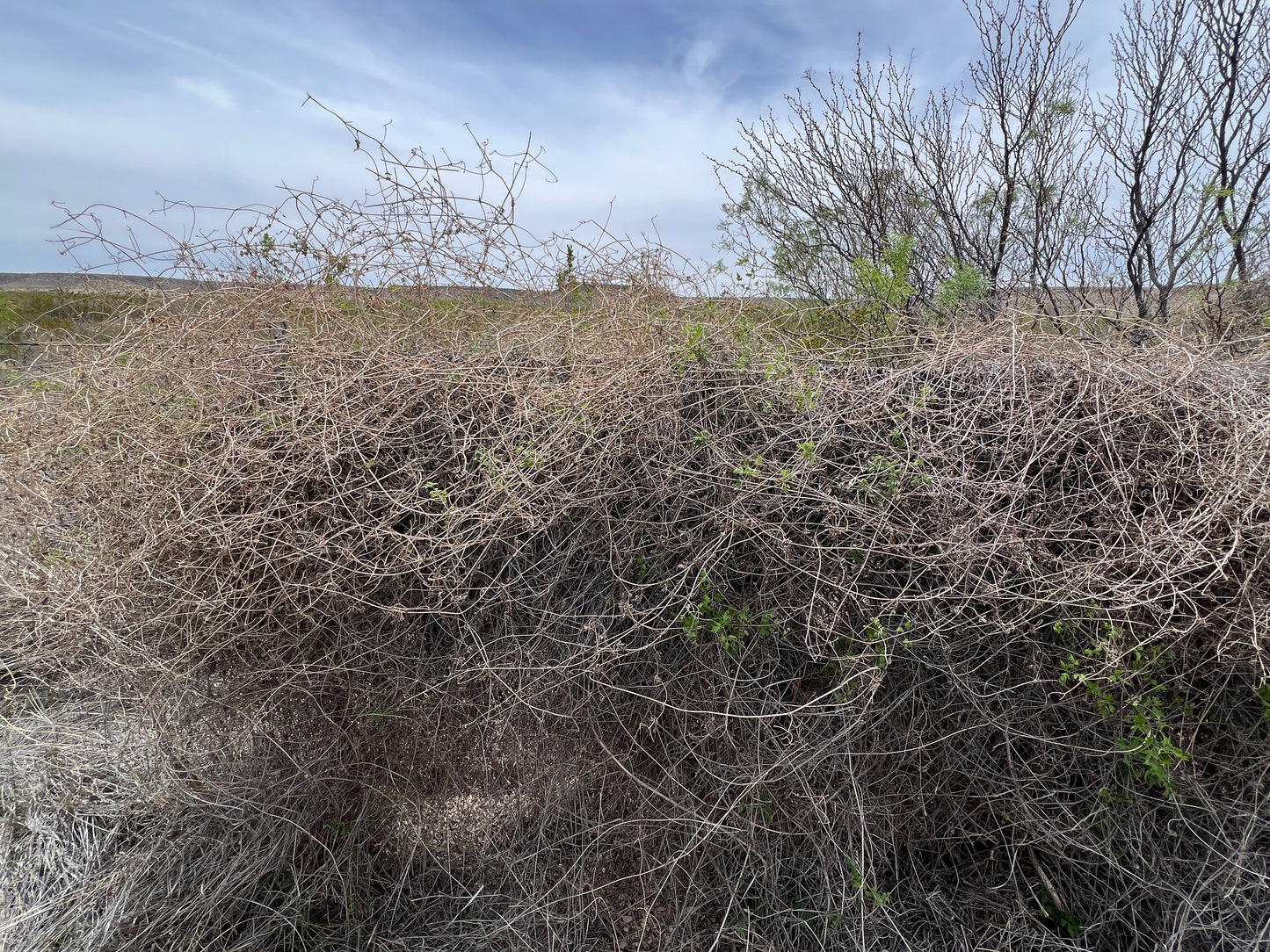 Texas Virgin’s Bower  5 Seeds  Clematis drummondii