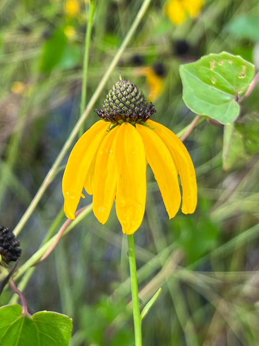 Mohr's Coneflower  Rudbeckia mohrii  20 Seeds  USA Company