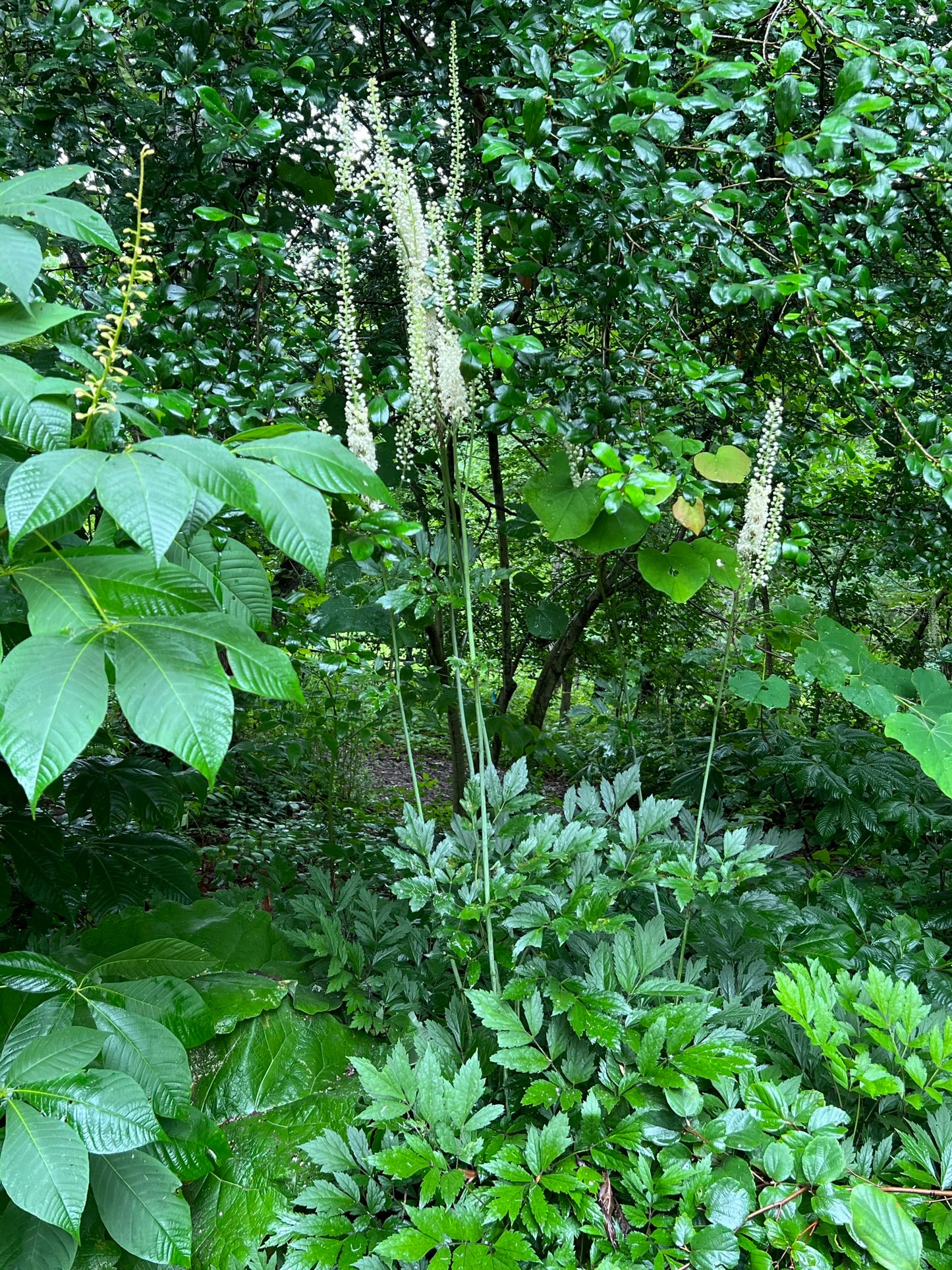 Black Cohosh   100 Seeds   Actaea racemosa