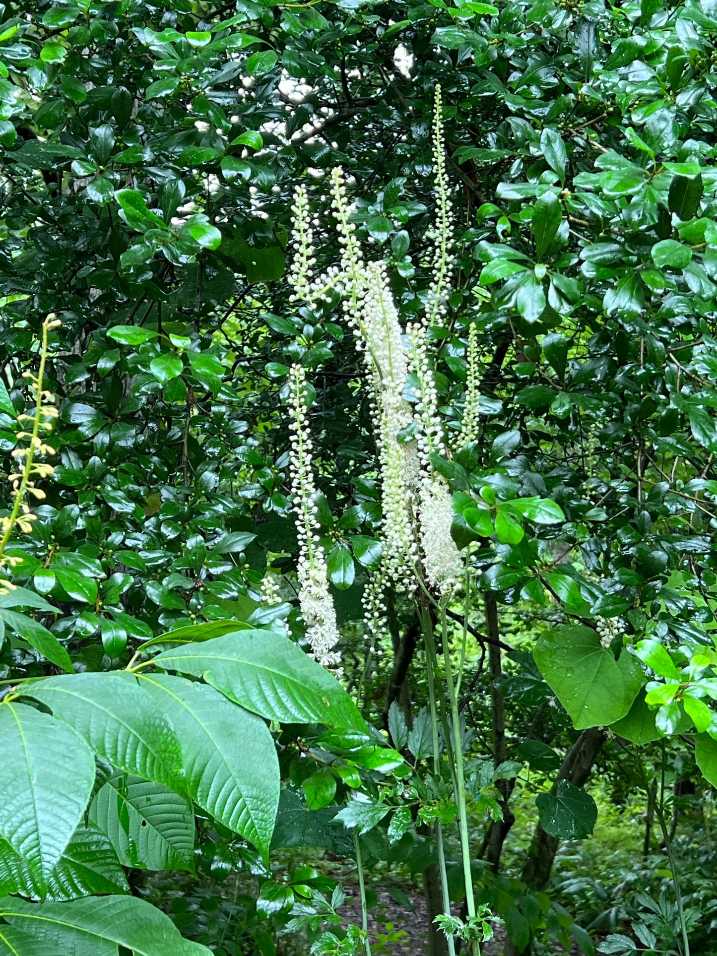 Black Cohosh   100 Seeds   Actaea racemosa